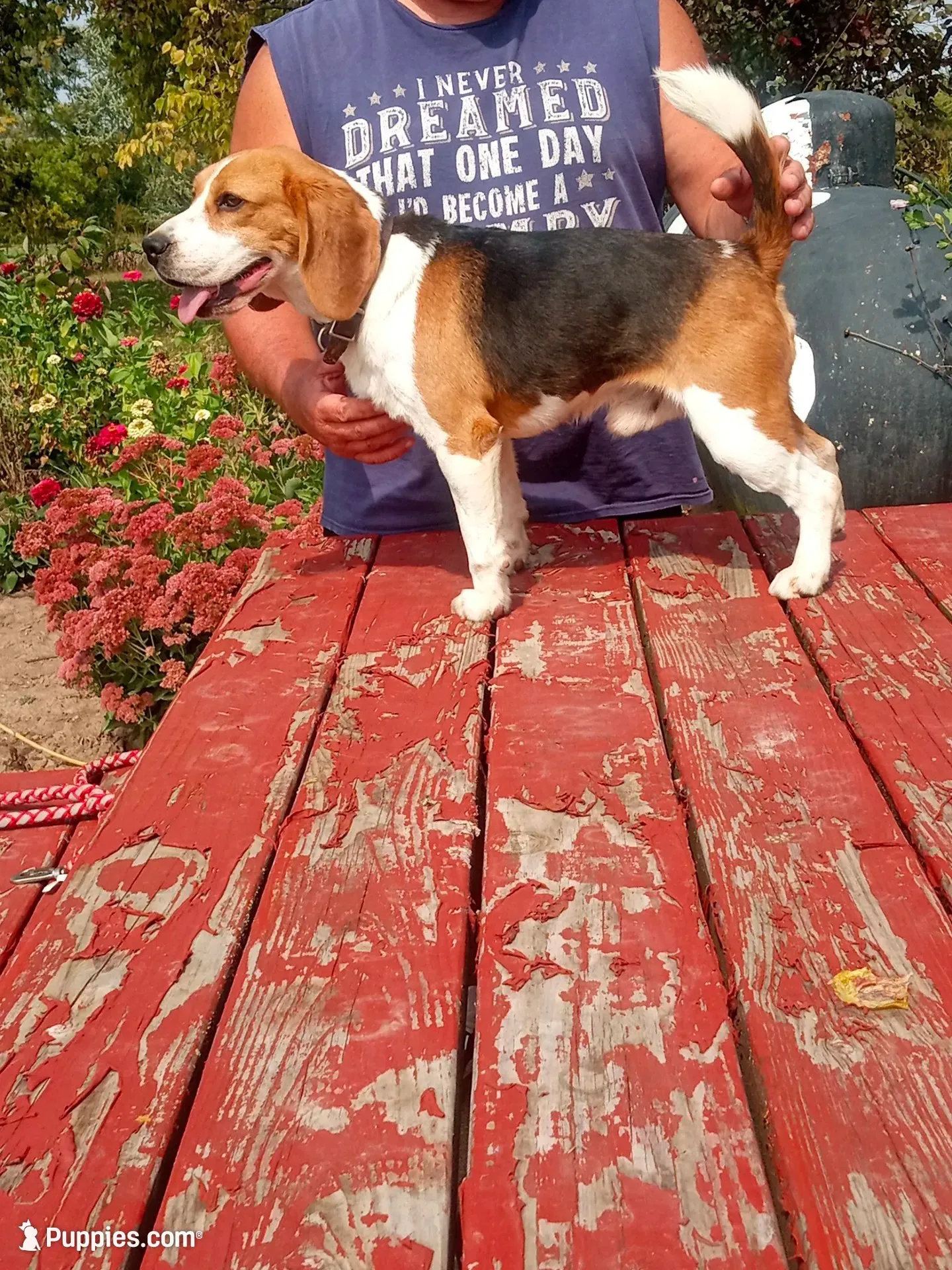 DOLLY, a female Beagle for sale in Nokomis, IL – 3 of 4