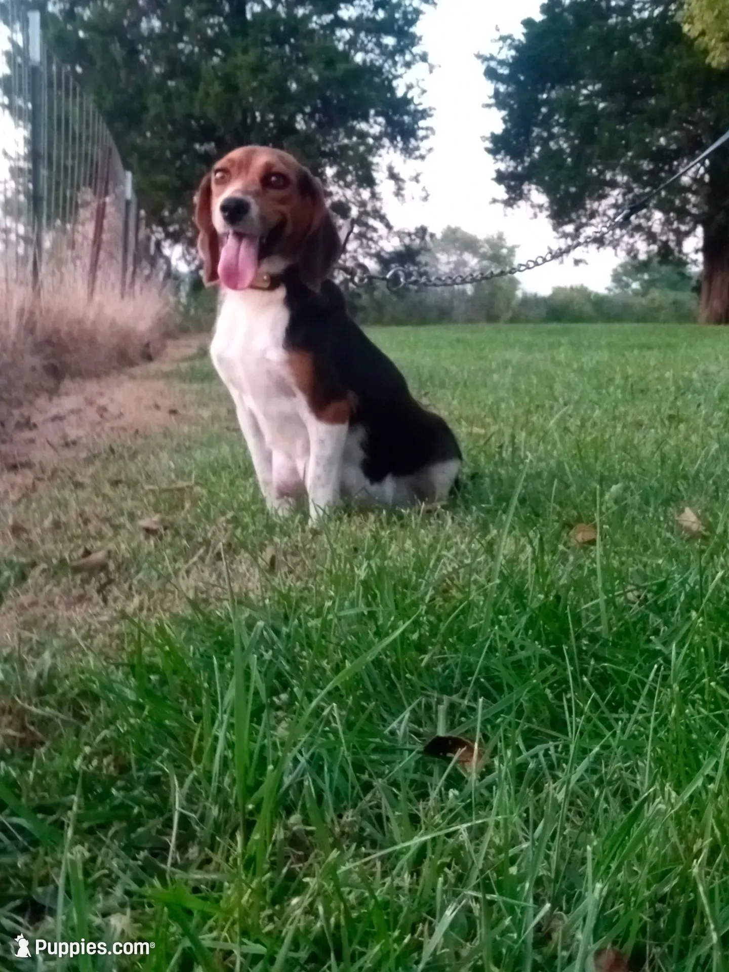LITTLE JOE, a male Beagle for sale in Nokomis, IL – 5 of 5