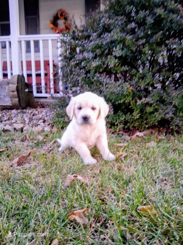 BELLA – Golden Retriever puppy for sale in Nokomis, IL