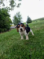 BLUEY, a male Beagle for sale in Nokomis, IL – 3 of 6