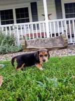LITTLE JOE, a male Beagle for sale in Nokomis, IL – 2 of 5