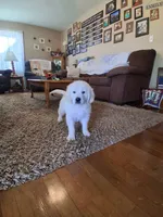 COOPER, a male Golden Retriever for sale in Nokomis, IL – 2 of 4