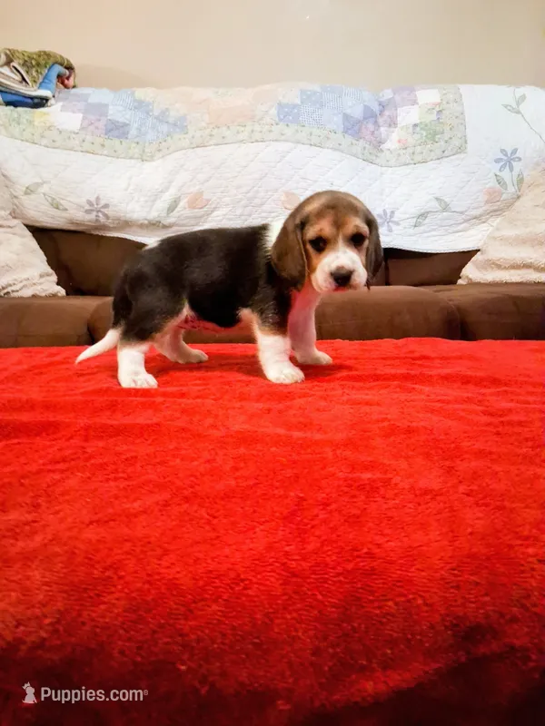 GRACIE – Beagle puppy for sale in Nokomis, IL