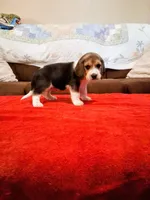 DOLLY, a female Beagle for sale in Nokomis, IL – 1 of 4