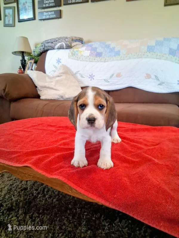 MOLLY – Beagle puppy for sale in Nokomis, IL