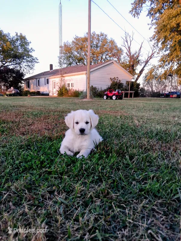 BELLA – Golden Retriever puppy for sale in Nokomis, IL