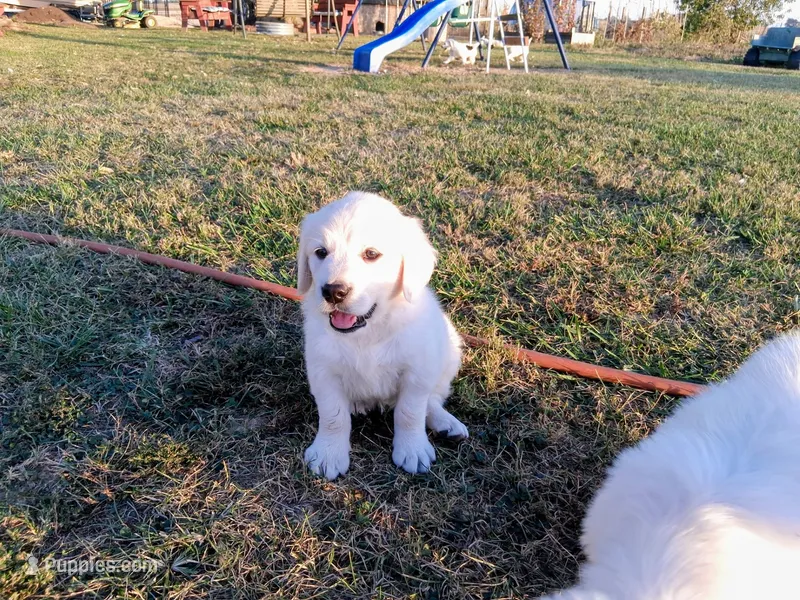 JONAH – Golden Retriever puppy for sale in Nokomis, IL