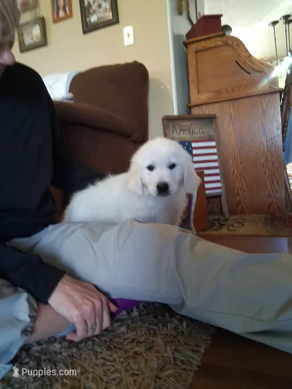 ELSA – Golden Retriever puppy for sale in Nokomis, IL