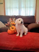ELSA, a female Golden Retriever for sale in Nokomis, IL – 2 of 4