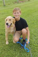BELLA, a female Golden Retriever for sale in Nokomis, IL – 2 of 3
