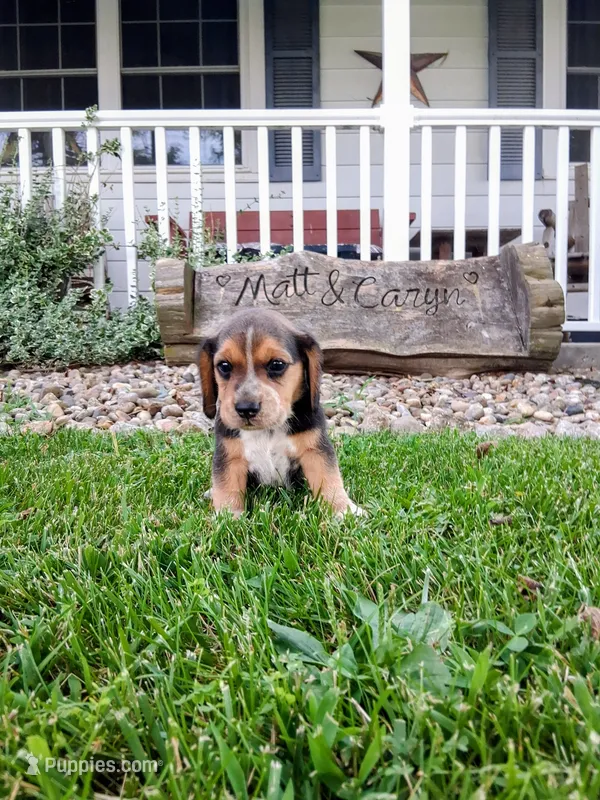 LITTLE JOE – Beagle puppy for sale in Nokomis, IL