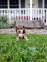 LITTLE JOE, a male Beagle for sale in Nokomis, IL – 1 of 5