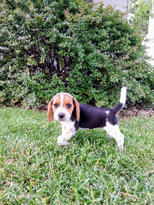 BELLA – Beagle puppy for sale in Nokomis, IL