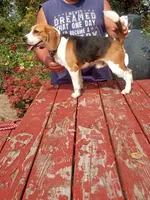 JONAH, a male Beagle for sale in Nokomis, IL – 4 of 5