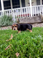 LITTLE JOE, a male Beagle for sale in Nokomis, IL – 3 of 5