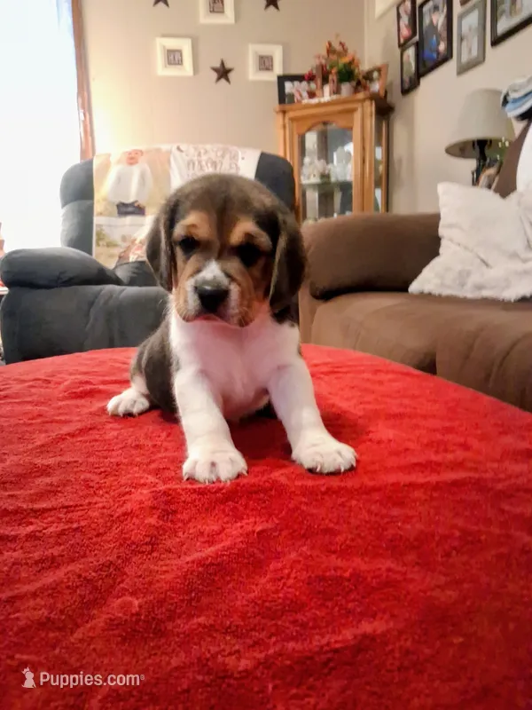 UNO – Beagle puppy for sale in Nokomis, IL