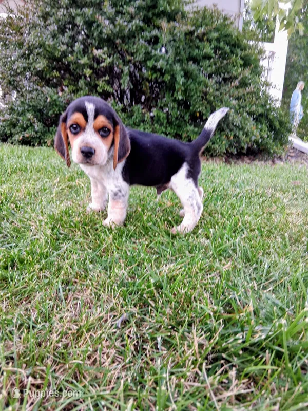 BLUEY – Beagle puppy for sale in Nokomis, IL