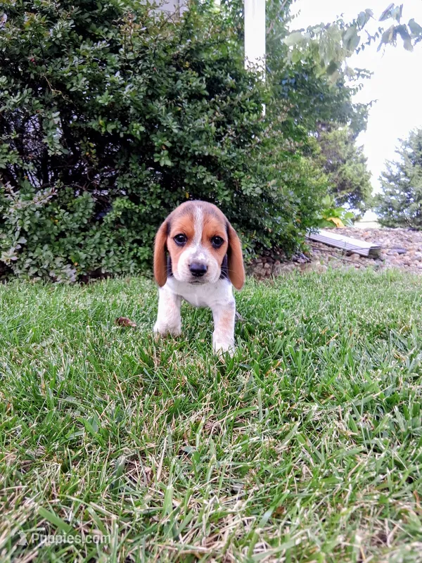 BELLA – Beagle puppy for sale in Nokomis, IL