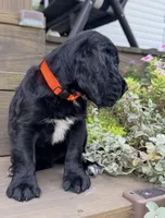 Orange collar , a female English Cocker Spaniel for sale in Ocilla, GA – 3 of 5