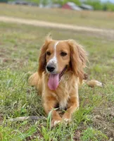 Pink collar , a female English Cocker Spaniel for sale in Ocilla, GA – 5 of 5
