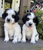 Blue collar , a male English Cocker Spaniel for sale in Ocilla, GA – 5 of 6