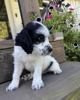 Blue collar , a male English Cocker Spaniel for sale in Ocilla, GA – 3 of 6