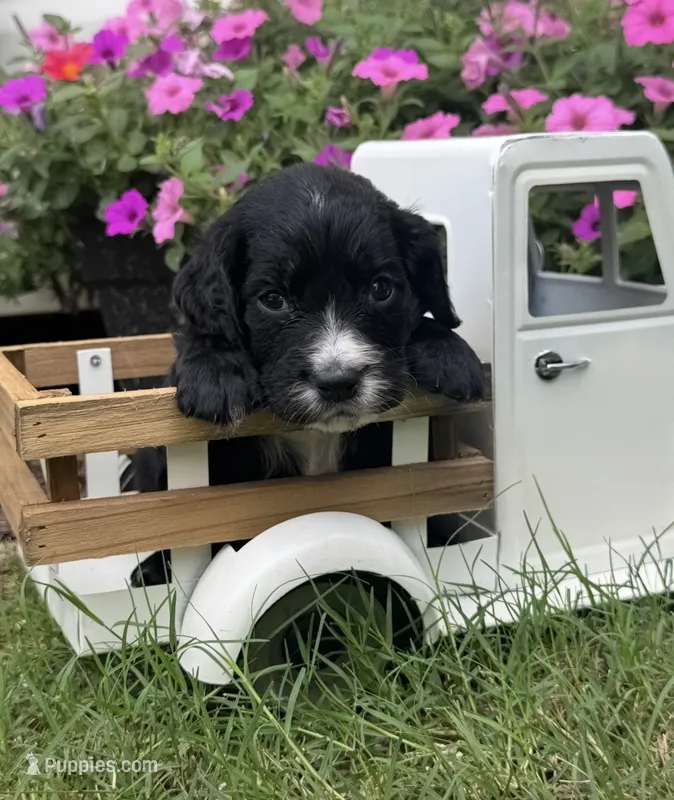 Pink collar  – English Cocker Spaniel puppy for sale in Ocilla, GA