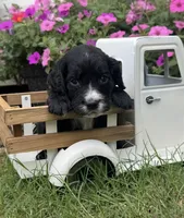 Pink collar , a female English Cocker Spaniel for sale in Ocilla, GA – 1 of 5