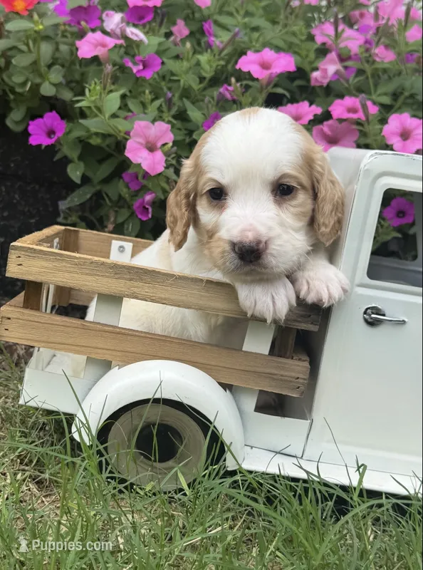 Tan collar  – English Cocker Spaniel puppy for sale in Ocilla, GA