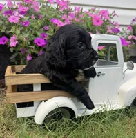 Purple collar , a female English Cocker Spaniel for sale in Ocilla, GA – 2 of 5
