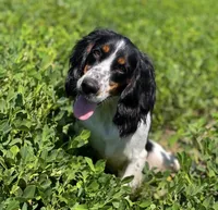 Purple collar , a female English Cocker Spaniel for sale in Ocilla, GA – 4 of 5