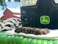Boy , a male Boykin Spaniel for sale in Ocilla, GA – 2 of 5
