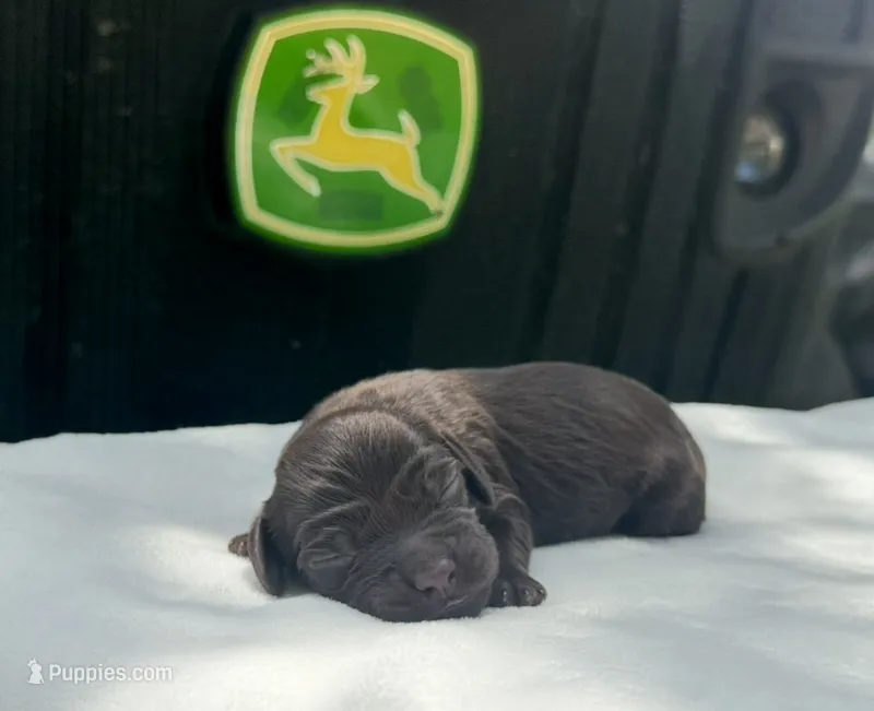 Boy  – Boykin Spaniel puppy for sale in Ocilla, GA