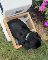 Green collar , a male English Cocker Spaniel for sale in Ocilla, GA – 4 of 6