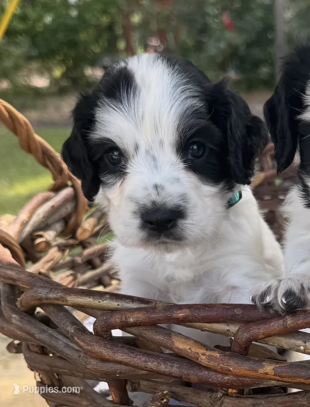 Blue collar – English Cocker Spaniel puppy for sale in Ocilla, GA