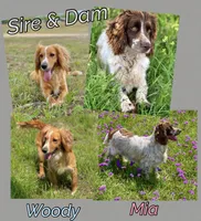 Blue collar , a male English Cocker Spaniel for sale in Ocilla, GA – 6 of 6