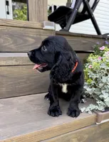 Orange collar , a female English Cocker Spaniel for sale in Ocilla, GA – 2 of 5