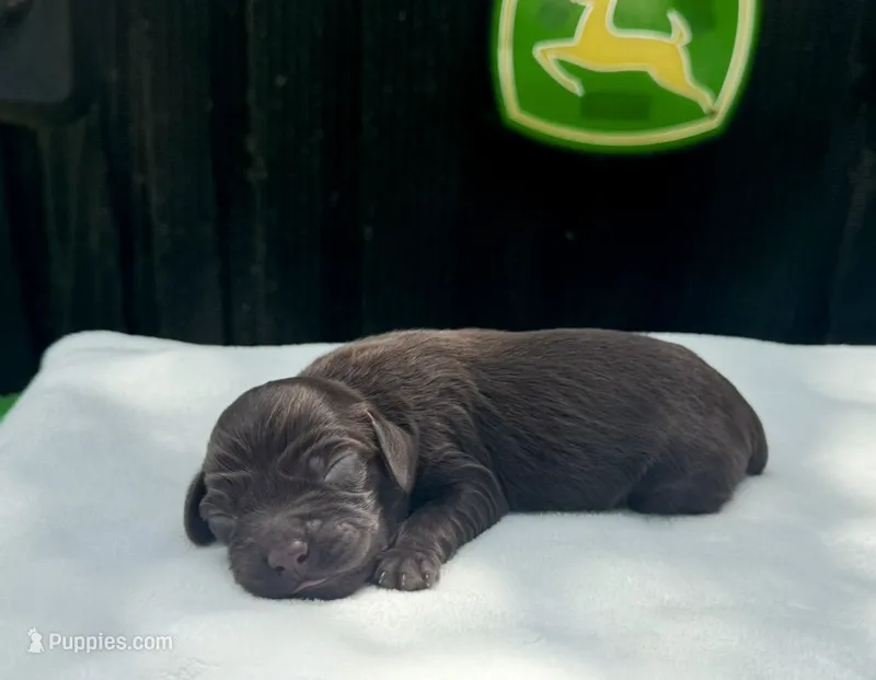Girl  – Boykin Spaniel puppy for sale in Ocilla, GA