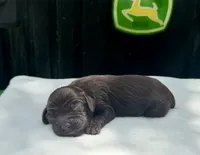 Girl , a female Boykin Spaniel for sale in Ocilla, GA – 1 of 5
