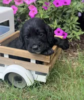 Green collar , a male English Cocker Spaniel for sale in Ocilla, GA – 2 of 6