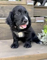 Pink collar , a female English Cocker Spaniel for sale in Ocilla, GA – 4 of 10