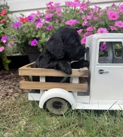 Green collar , a male English Cocker Spaniel for sale in Ocilla, GA – 3 of 6