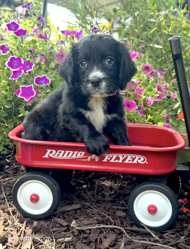 Pink collar  – English Cocker Spaniel puppy for sale in Ocilla, GA
