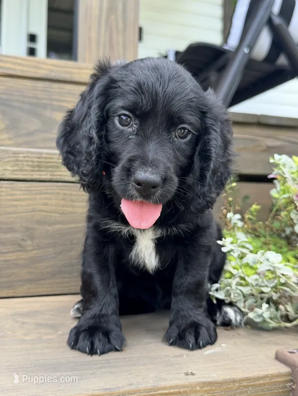 Orange collar  – English Cocker Spaniel puppy for sale in Ocilla, GA