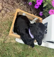Purple collar , a female English Cocker Spaniel for sale in Ocilla, GA – 3 of 5