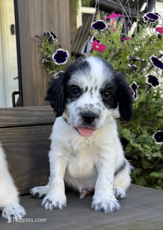 Blue collar – English Cocker Spaniel puppy for sale in Ocilla, GA