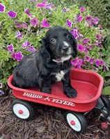 Pink collar , a female English Cocker Spaniel for sale in Ocilla, GA – 5 of 10