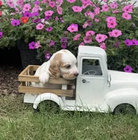 Tan collar , a female English Cocker Spaniel for sale in Ocilla, GA – 3 of 6