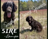 Girl , a female Boykin Spaniel for sale in Ocilla, GA – 5 of 5