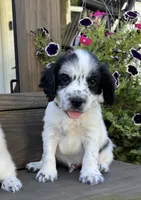 Blue collar , a male English Cocker Spaniel for sale in Ocilla, GA – 1 of 6